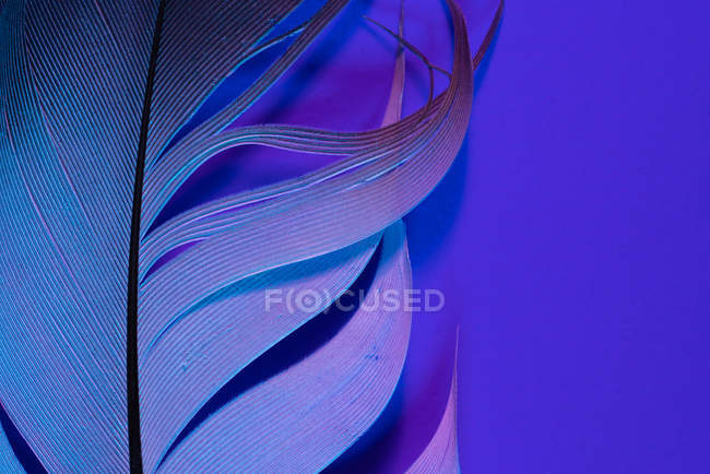 Detalhe da pena de pássaro na iluminação violeta — Fotografia de Stock