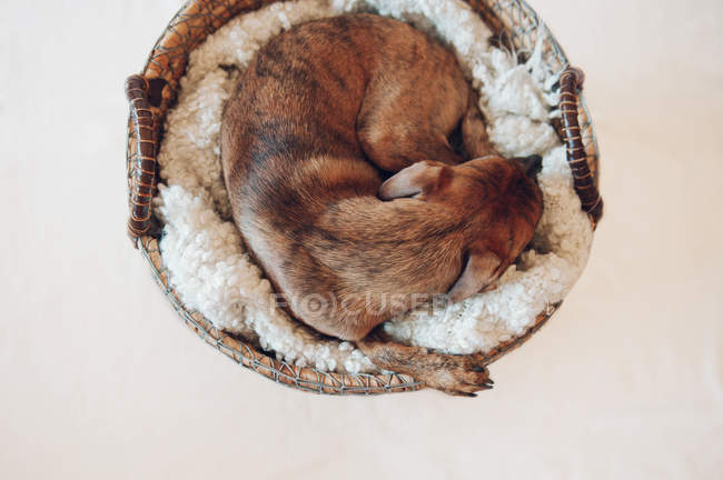 Adorable little brown puppy sleeping in cozy wicker basket on white background — Stock Photo