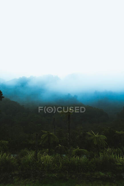 Névoa espessa flutuando sobre a magnífica selva verde na Nova Zelândia — Fotografia de Stock