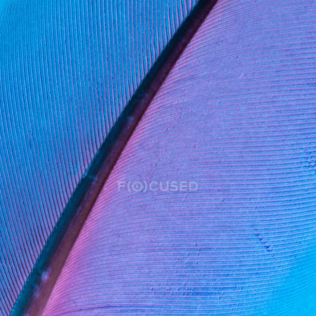 Texture of bird feather on bright violet background — Stock Photo