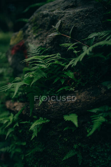 Vista de perto da grama verde crescendo na rocha na floresta — Fotografia de Stock