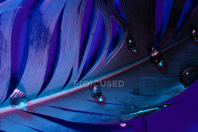Drops of water on bird feather in violet illumination — Stock Photo