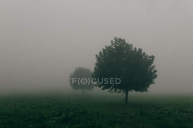 Alberi in campo coperti di nebbia — Foto stock