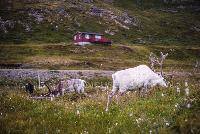 Vista lateral de dos ciervos comiendo hierba en el campo cerca de la colina con casa de madera roja - foto de stock