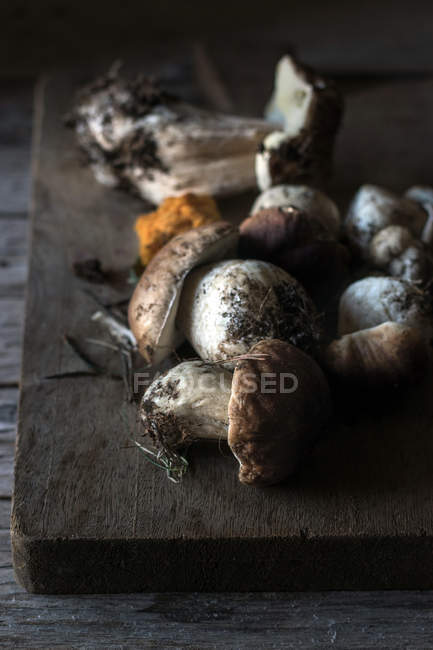 Montão de cogumelos boletus edulis recém-colhidos com raízes e sujeira — Fotografia de Stock