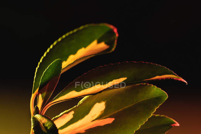 Primer plano del follaje verde de la planta con manchas blancas a la luz del día suave - foto de stock
