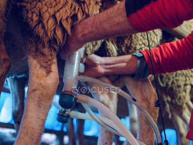 Невпізнаваний фермер використовує обладнання для доїння на сосках овець — стокове фото