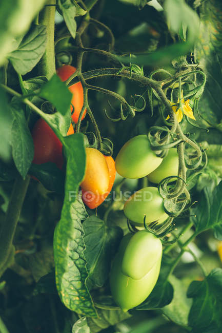 Ripe and unripe tomatoes growing on branches in garden — Stock Photo
