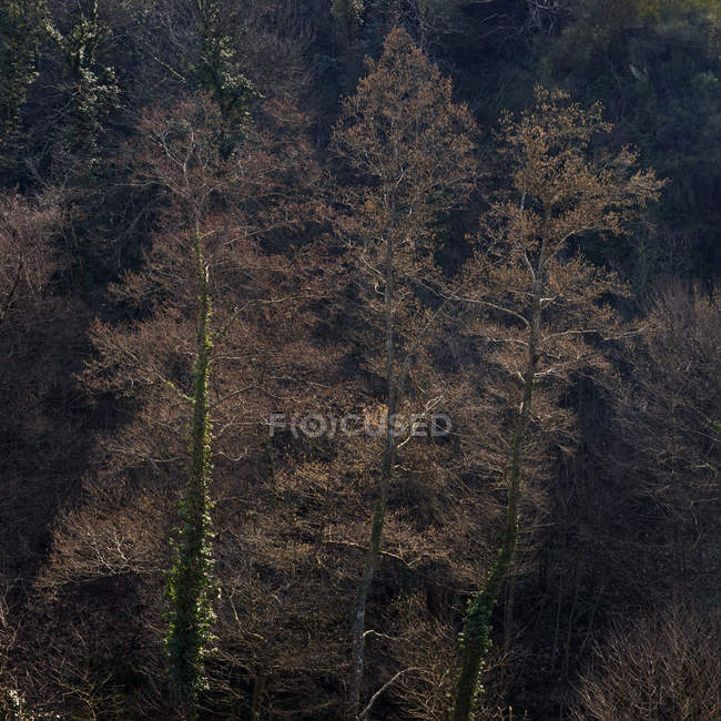 Деревья, растущие на склоне горы в спокойном свете — стоковое фото