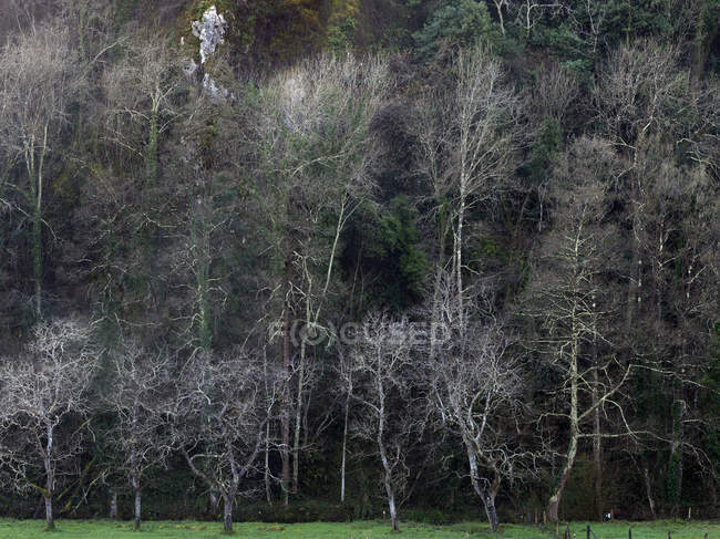 Ландшафт голых деревьев на зеленом поле — стоковое фото