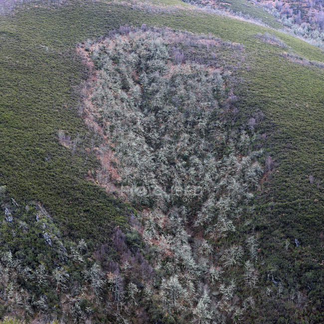 Veduta aerea del pendio montano con tranquilli boschi freddi — Foto stock
