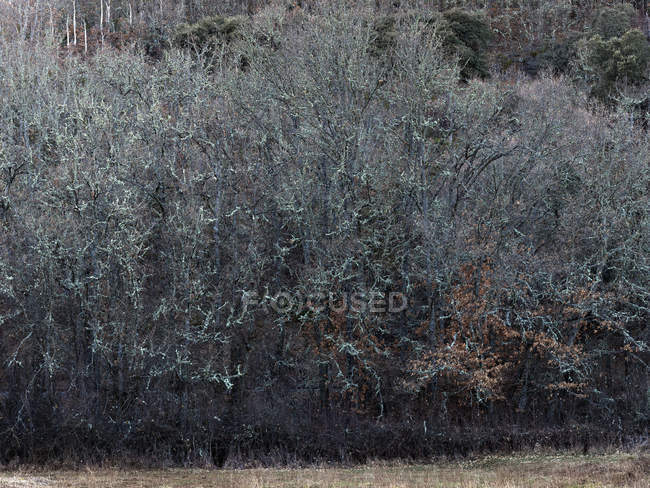 Árboles tranquilos que crecen en el campo con luz tranquila - foto de stock