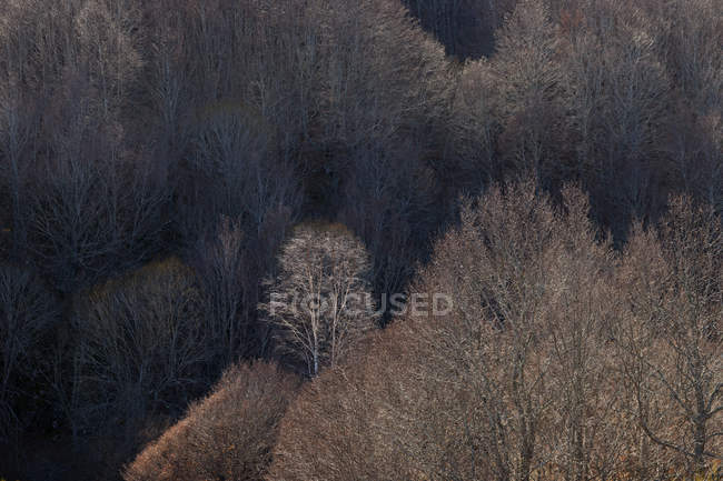 Bare trees growing on slope of mountain in calm light — Stock Photo