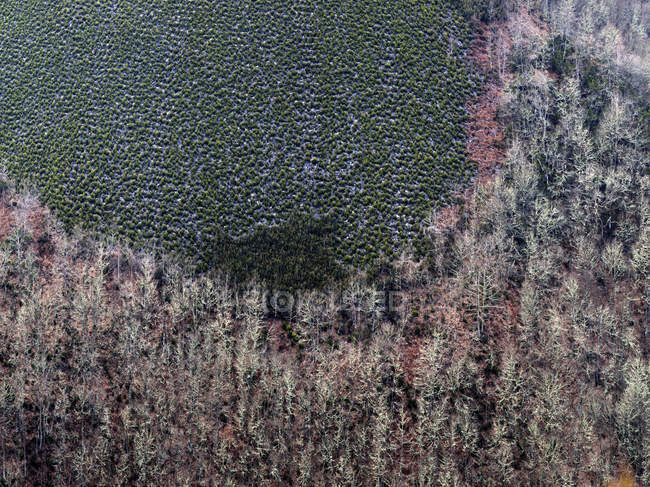 Фон голых деревьев на склоне горы в зимнее время — стоковое фото
