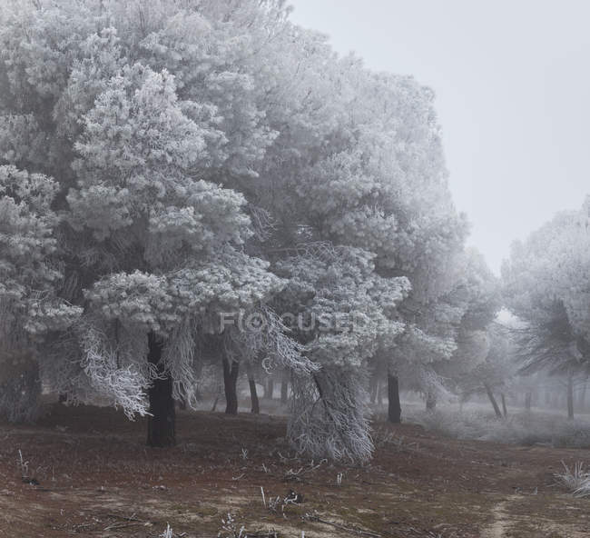 Raureif bedeckt Bäume und Gras am Wintermorgen — Stockfoto