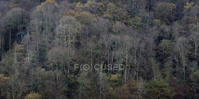 Leafless trees on slope of mountain in autumn sunlight — Stock Photo