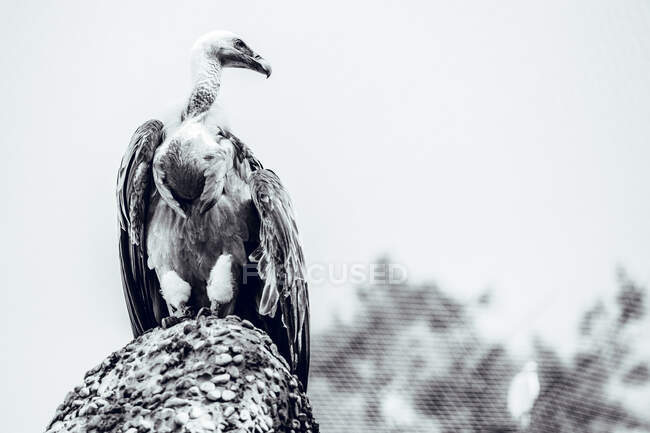 Vulture on stone in zoo — Stock Photo