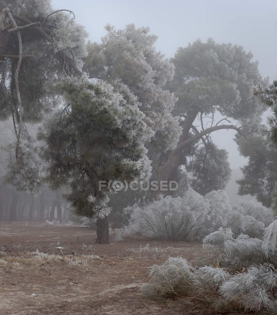 Hoarfrost cobrindo árvores e grama na manhã de inverno — Fotografia de Stock