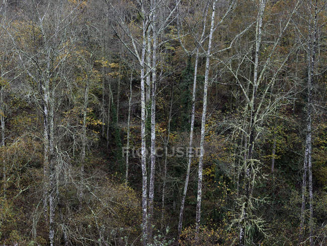 Landscape of leafless trees in autumn forest — Stock Photo