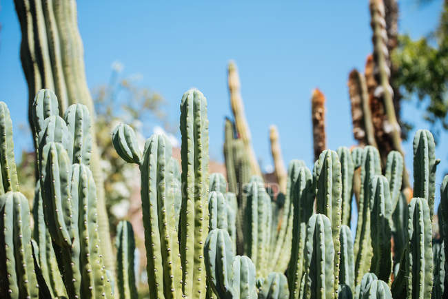 Gros plan des plantes de cactus contre le ciel bleu à l'extérieur — Photo de stock