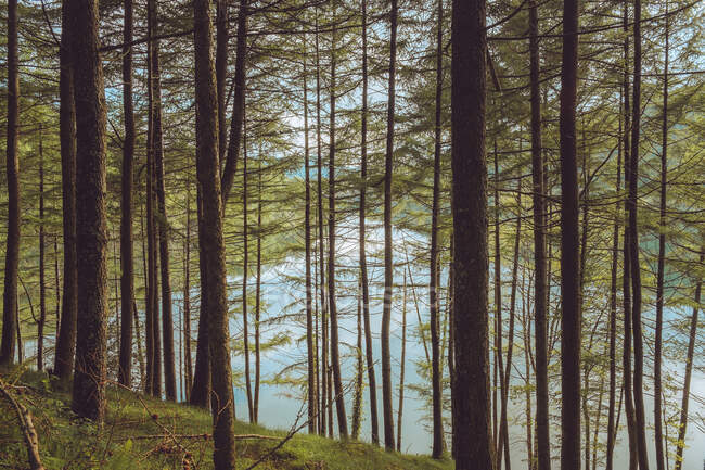 Green forest near water — Stock Photo