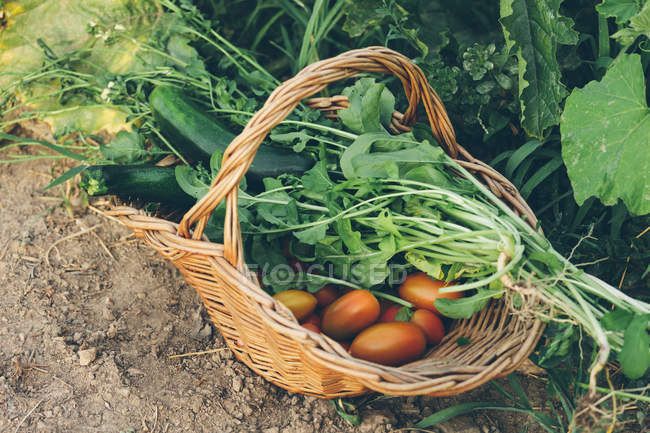Кошик зі свіжих підібраних овочів на землі в саду — стокове фото