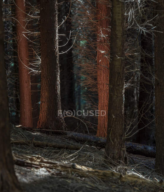 Arbres nus dans la forêt — Photo de stock