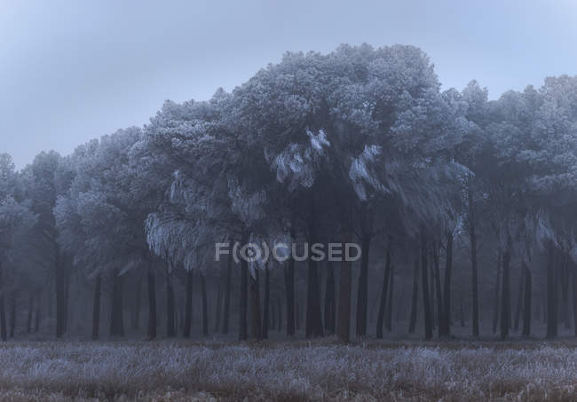 Hoarfrost covering trees and grass in winter morning — Stock Photo