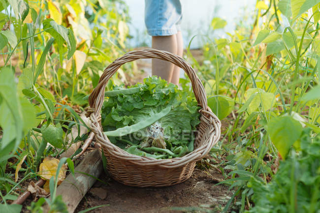 Piernas de la cosecha de la persona cerca de la cesta con verduras en el suelo entre las plantas verdes en el jardín - foto de stock