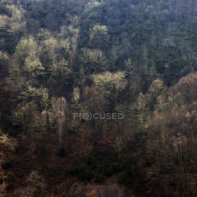 Вид з повітря на дерева, що ростуть на схилі гори в спокійному світлі — стокове фото