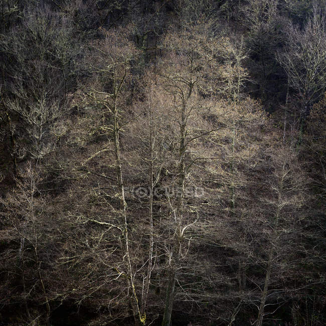 Голі дерева, що ростуть на схилі гори в спокійному світлі — стокове фото