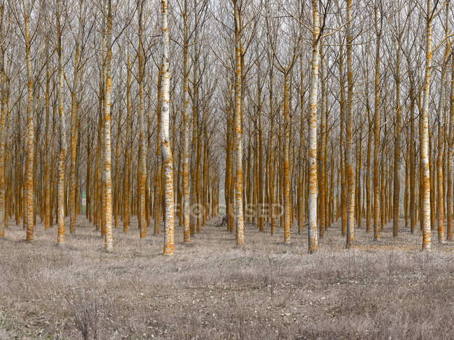 Тихому лісі порожній з рядами голі дерева в спокійній (літо) — стокове фото
