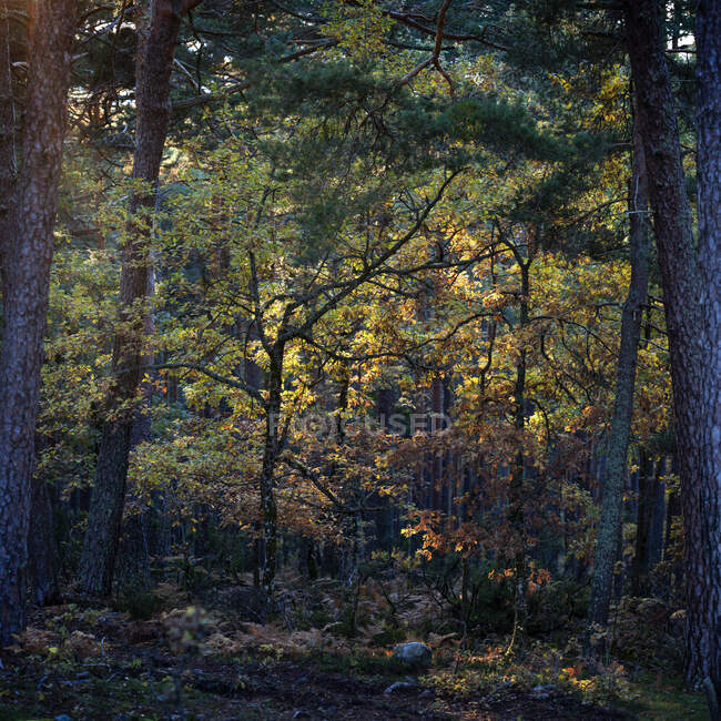Дерева в осінньому лісі — стокове фото
