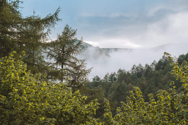 Forêt verte sous un ciel nuageux — Photo de stock