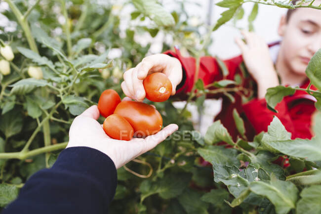 Boy picks organic tomatoes inside a small greenhouse which produces vegetables for the family. — Stock Photo