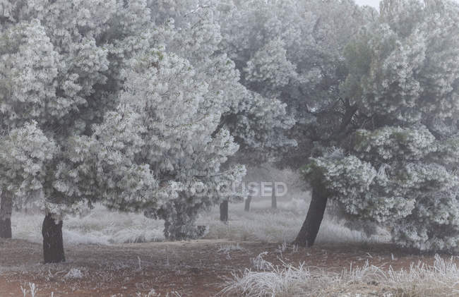Hoarfrost cobrindo árvores e grama na manhã de inverno — Fotografia de Stock