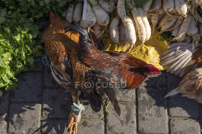 Food stalls on the street. Vegetables, fruits, live chickens, carrots — Stock Photo
