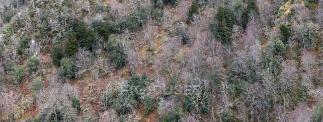 Paysage pittoresque de bois sempervirents sur le versant de la montagne dans la vallée — Photo de stock
