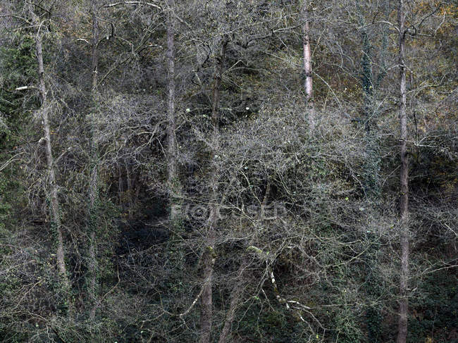Пейзаж лиственных деревьев на спокойном склоне в холодное время года — стоковое фото