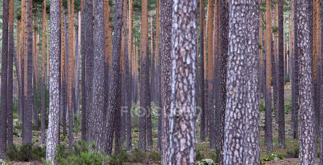 Высокие стволы сосен в зеленом лесу в Сории, Испания — стоковое фото
