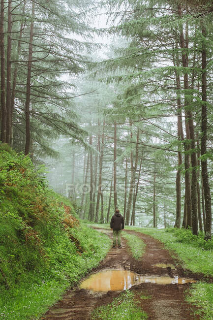 Back view male in coat on narrow route with puddle running between plants and thin fir trees, Embalse de Alsa, Spain — Stock Photo