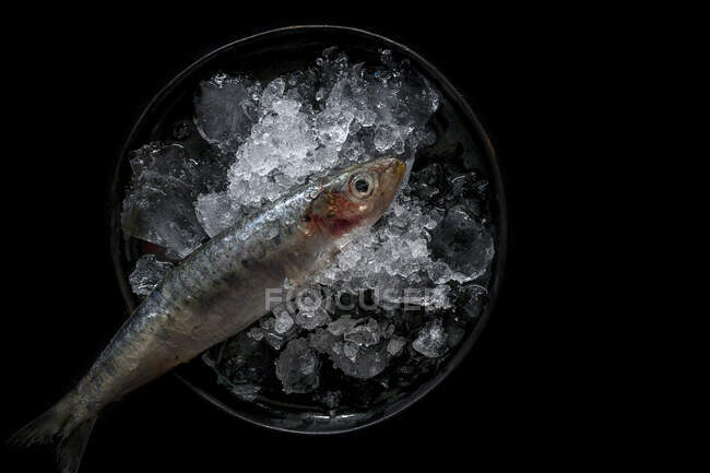 Fresh sardines Raw with ice. Flat lay; top view; On dark background — Stock Photo