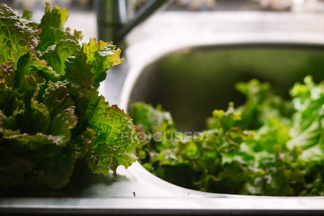 Зелене свіже листя салату на кухні шовк — стокове фото