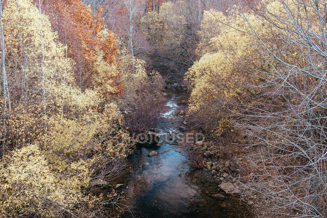 Rocks and leafless trees in autumnal woods — Stock Photo