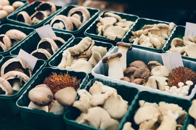 Plastikbehälter mit essbaren Pilzen auf Bauernmarkt — Stockfoto