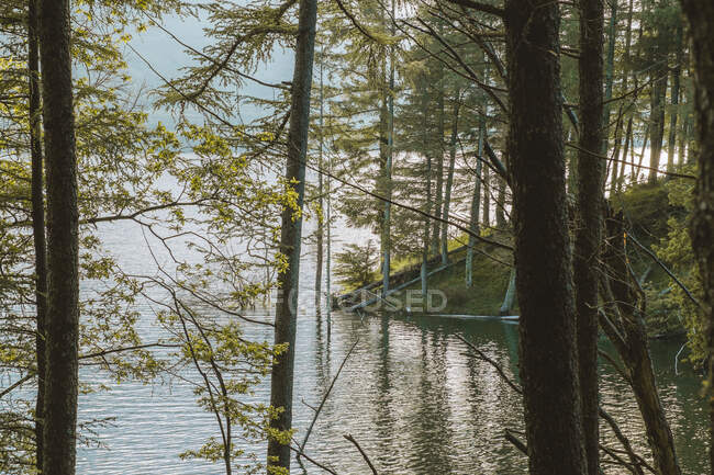 Поверхность воды возле берега с деревьями — стоковое фото