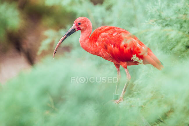 Bellissimo ibis scarlatto anellato in piedi su sfondo sfocato di piante verdi in natura — Foto stock