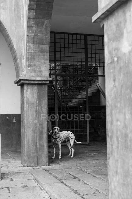 Собака возле колонн здания — стоковое фото