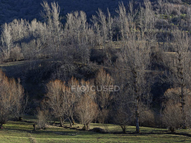 Bare trees growing on hill and field in calm light — Stock Photo