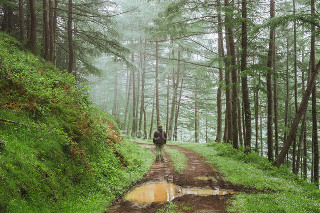 Homem na estrada rural que corre entre a floresta verde — Fotografia de Stock